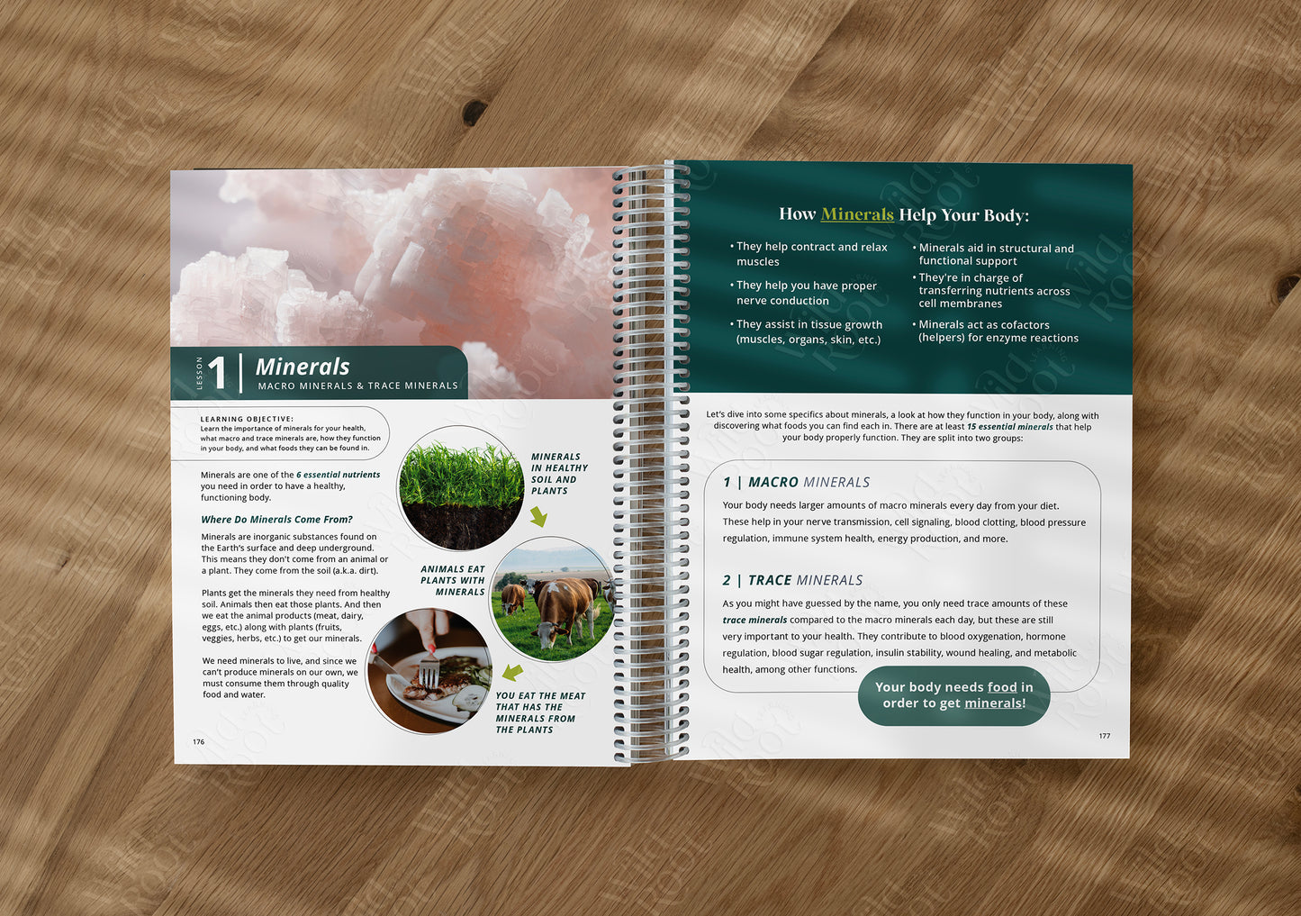 Functional Nutrition Textbook - Grades 6-12